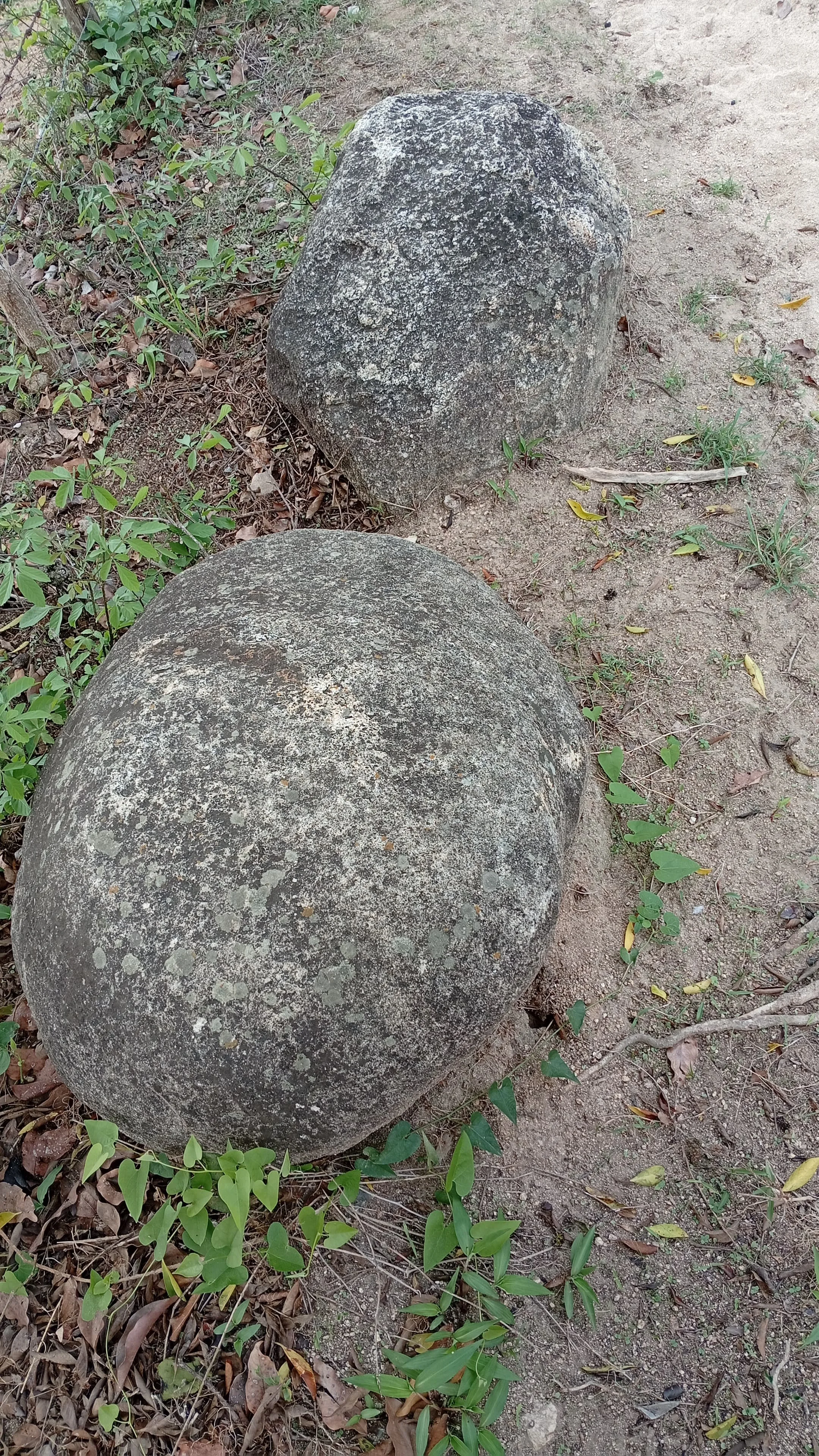 Tamaca de Toro
